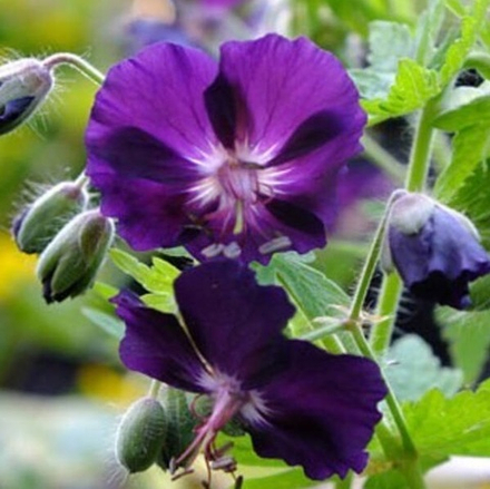 Герань "Raven". Geranium "Raven".