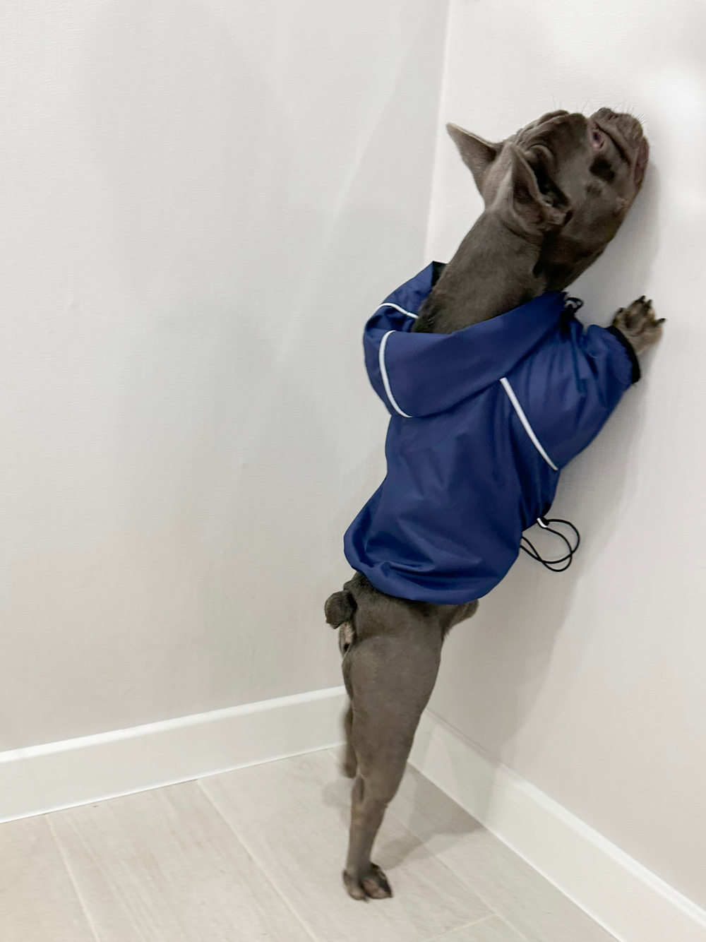 Универсальная куртка дождевик для собак Монморанси, цвет олива, размер L