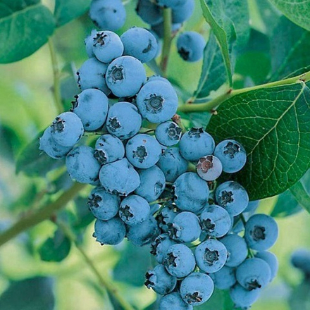 Голубика сорт Элизабет