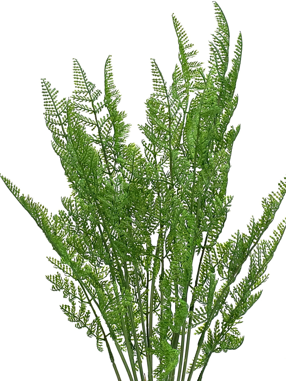 Папоротник альпийский 65 см