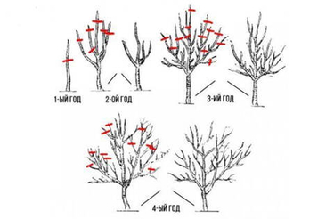 Обрезка молодых плодовых деревьев: как за 3-5 лет сформировать основу для большого урожая