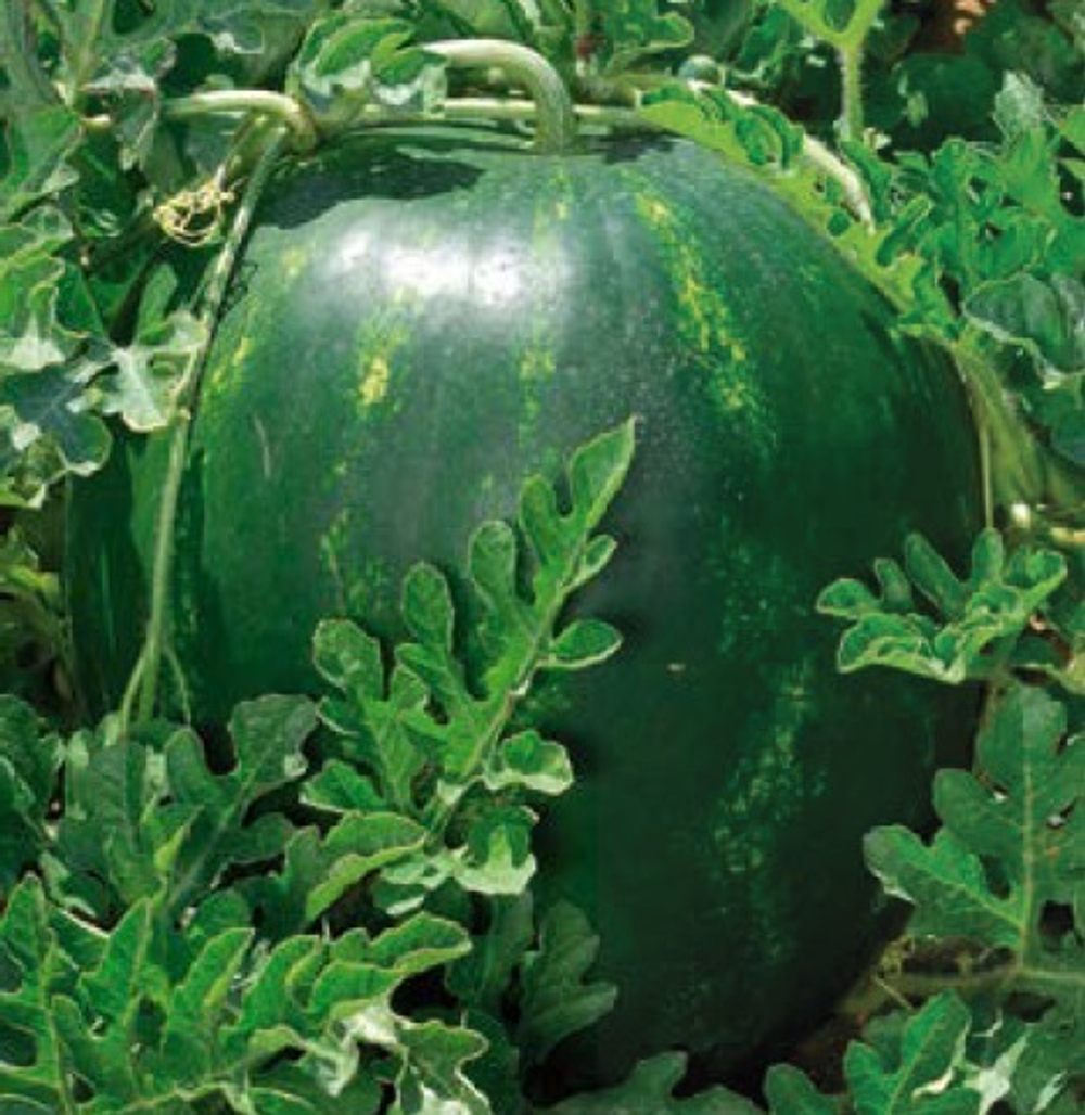 Тюрк F1 семена арбуза (Sakata / Саката)