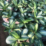 Аглаонема SEDTHEE GAN GLUAY