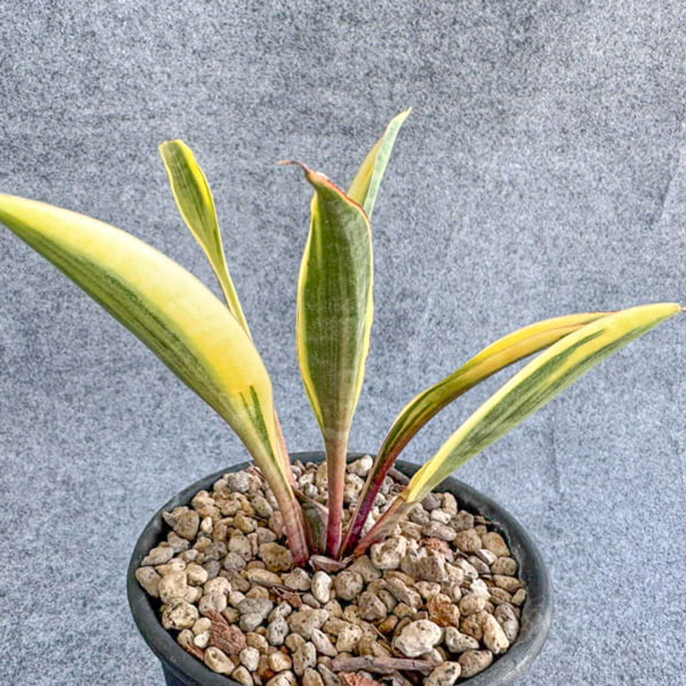 Сансевиерия SUDWALLA CAVES VAR