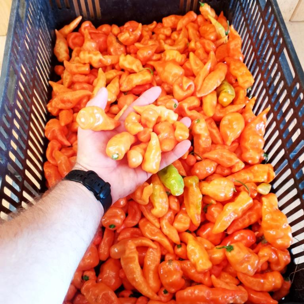 Сладкий Перец Хабанеро Хабанада - Pepper Sweet Habanero Habanada