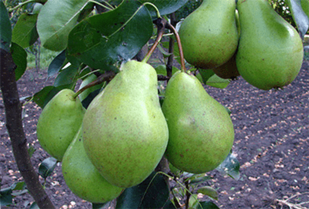 Груша Феерия Груша Феерия