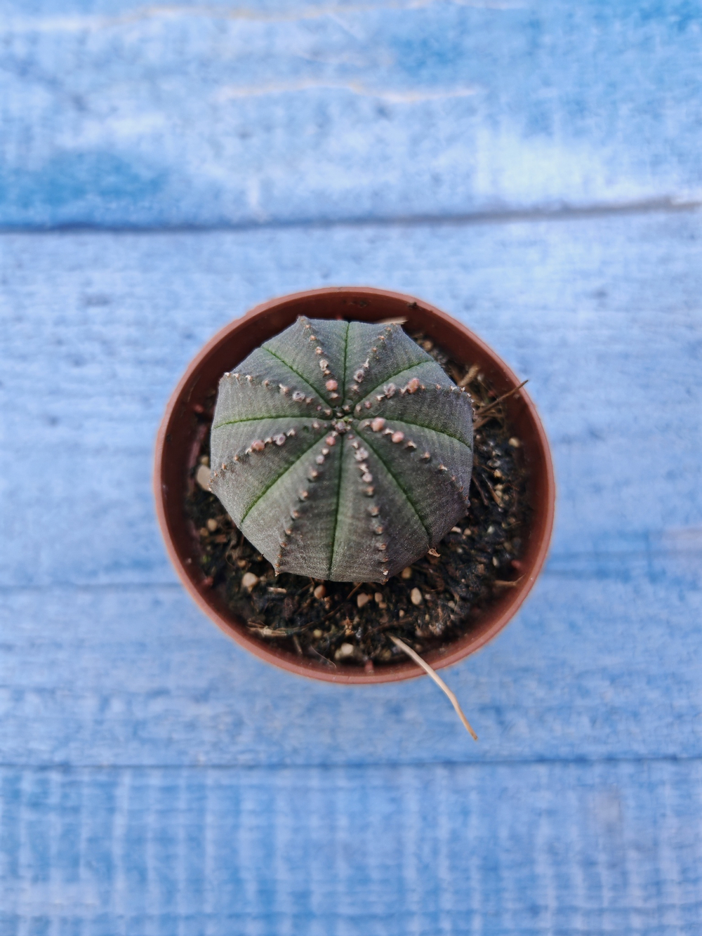 Euphorbia Obesa (Эуфорбия)