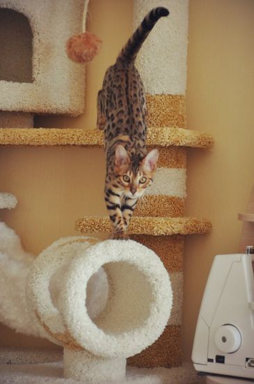 Комплекс для кошки И-18