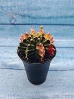 Gymnocalycium Variegata (Гимнокалициум Вариегатный)