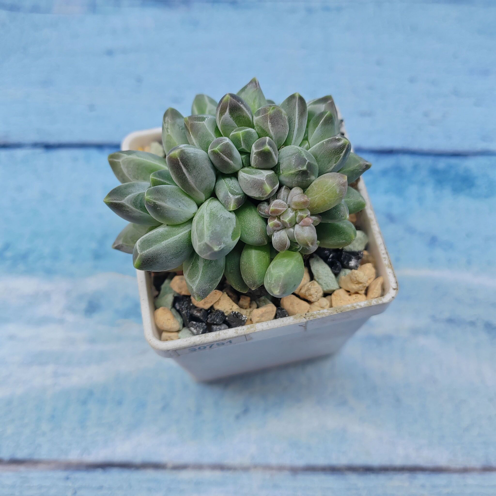 Pachyphytum compactum (Пахифитум)
