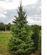 Ель сербская (ком) 350-400