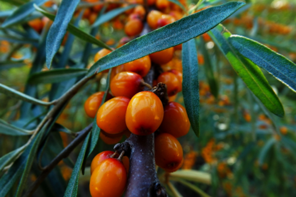 Облепиха Елизавета