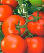 Корвинус F1 семена томата полудетерминантного (Seminis / Семинис)