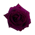 Бэль Рив (Belles Rives) — интерьерная душистая роза