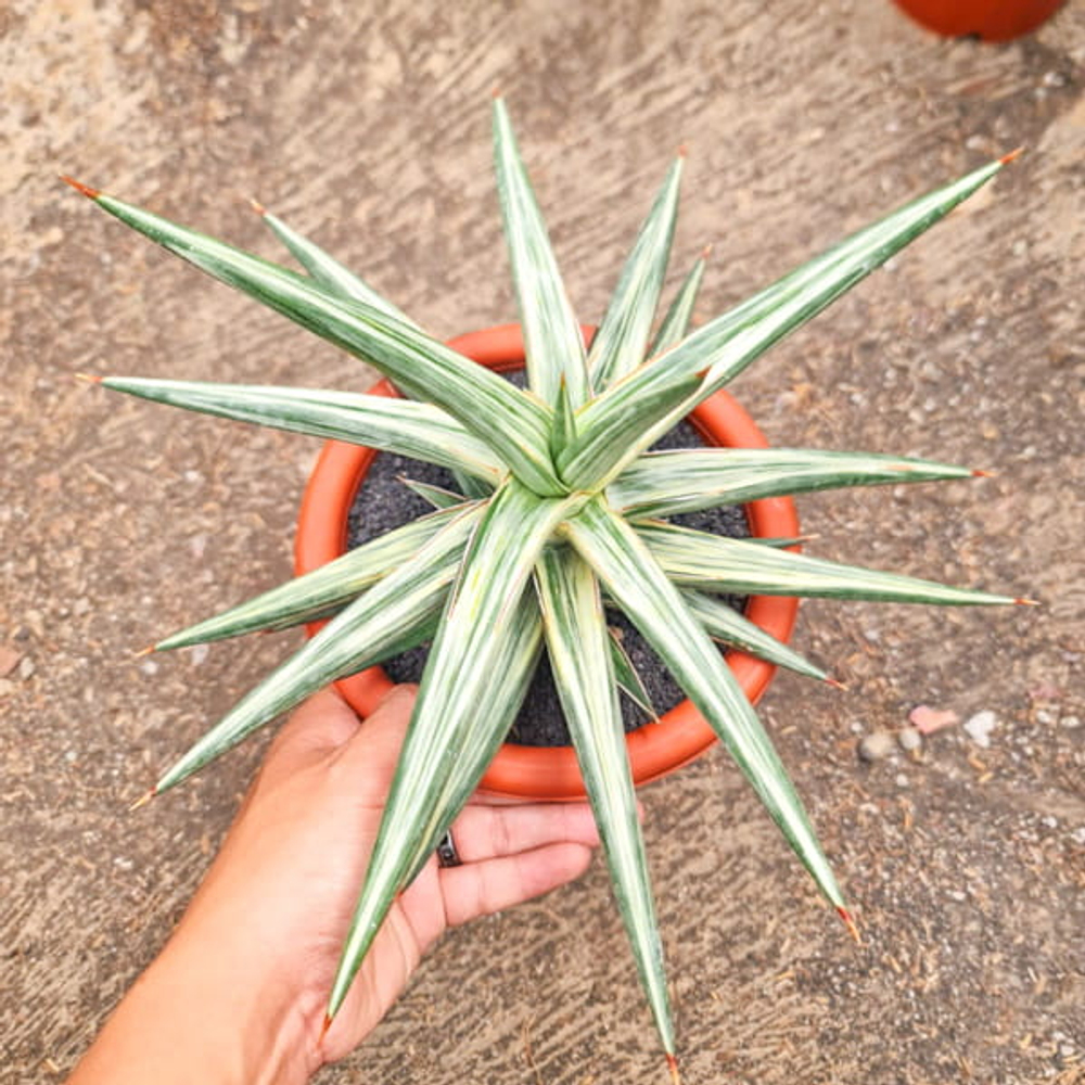 Сансевиерия ALL NIGHT STAR VAR s.L