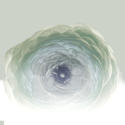 Коллекция GREENDAY