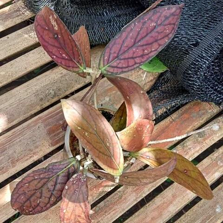 Хойя TANGGAMUS RED