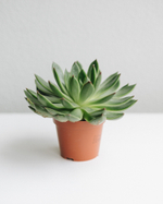 Эхеверия Агавовидная