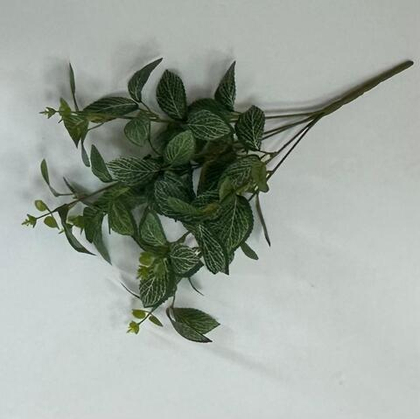 Куст Фиттония