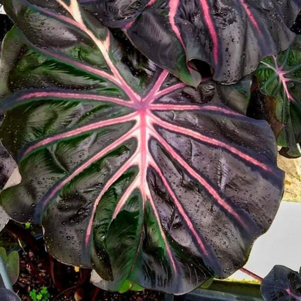 Колоказия MESMERIZING BEAUTY