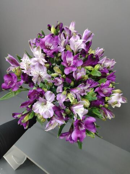 11 веточек альстромерии в матовую упаковку