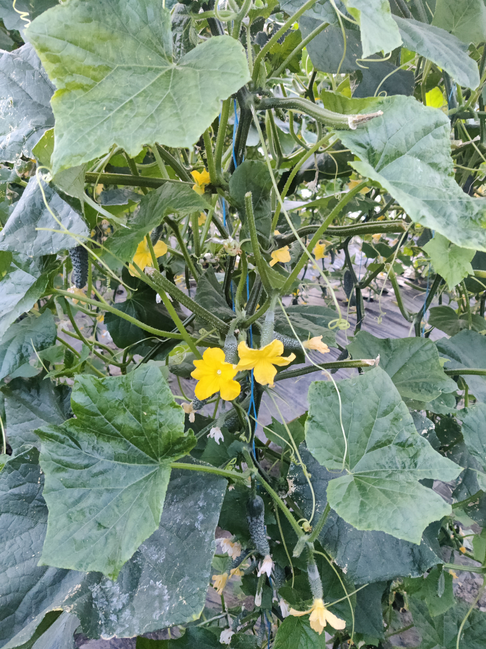 Вятич F1 семена огурца партенокарпического ( Yuksel Tohum / )