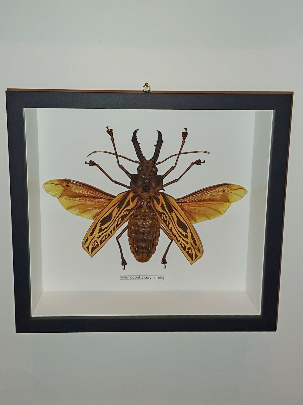 Жук Macrodontia cervicornis в рамке