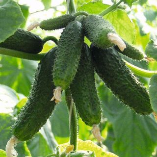 Огурец Амур F1 250 (семян)