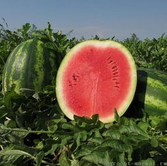 Монтана F1 семена арбуза (Nunhems / Нюнемс)