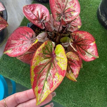 Каладиум HOR KHAM LUANG – ROYAL PAVILLION