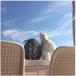 Стул пластиковый, Nardi Bora Bistrot, белый