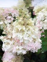 Гортензия метельчатая Петит Лантерн