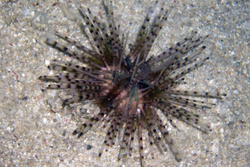 Полосатый морской ёж (Echinothrix calamaris  (Striped))