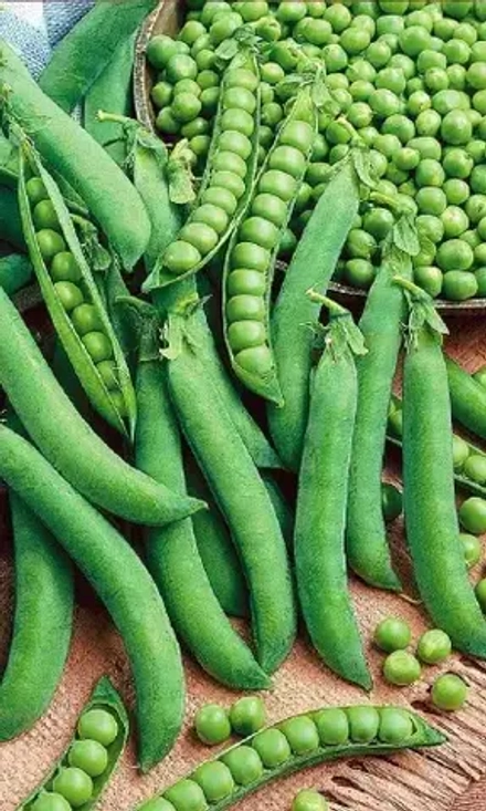 Горох Амброзия 10гр УрДачник