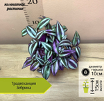 Традескация Зебрина фиолетовая, D10см Н15см, 1шт, Россия