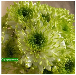 Хризантема кустовая Zembla lime /к.43/поставка весна 2026г/