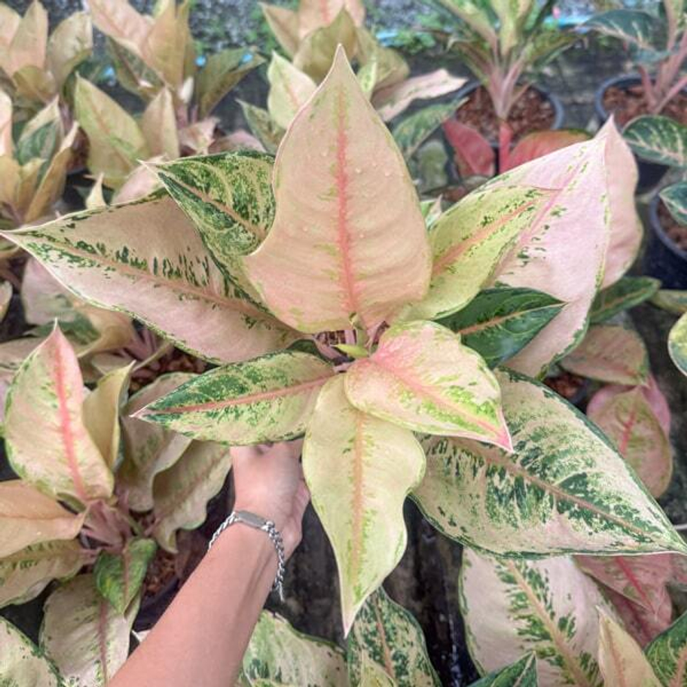 Аглаонема LEOPARD