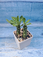 Monadenium Stapelioides (Монадемиум)