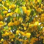 Шутения скученная – Schoutenia glomerata