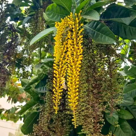 Лофантера лактесценс – Lophanthera lactescens