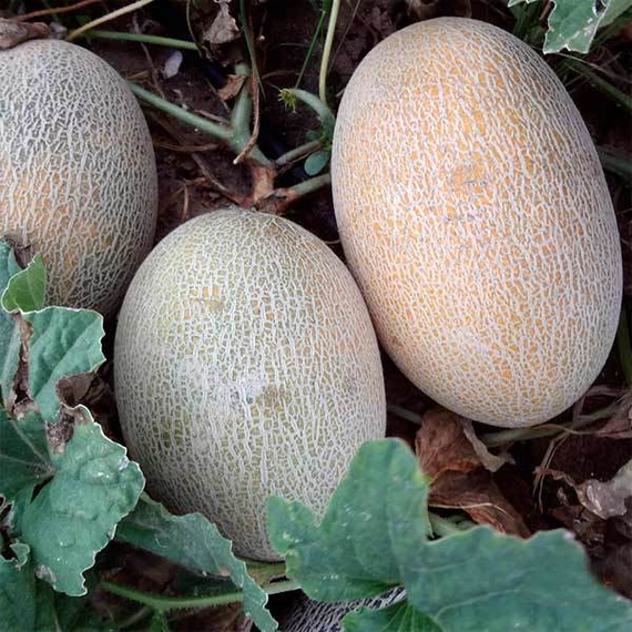 Гривна F1 семена дыни (Гавриш) – фото 3