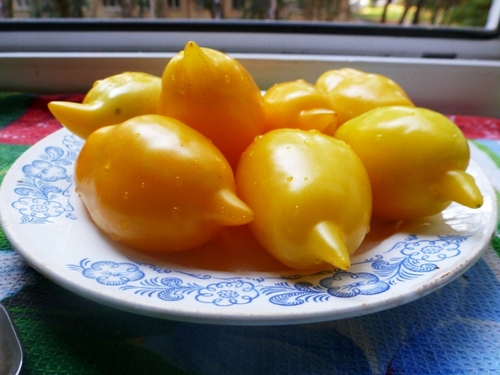 Помидоры Akmore Treasure – Сокровище