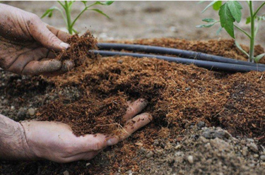 Удобрение для теплицы осенью: что внести для богатого урожая