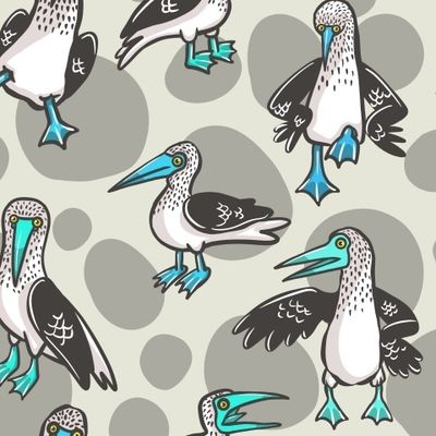 Голубоногие олуши