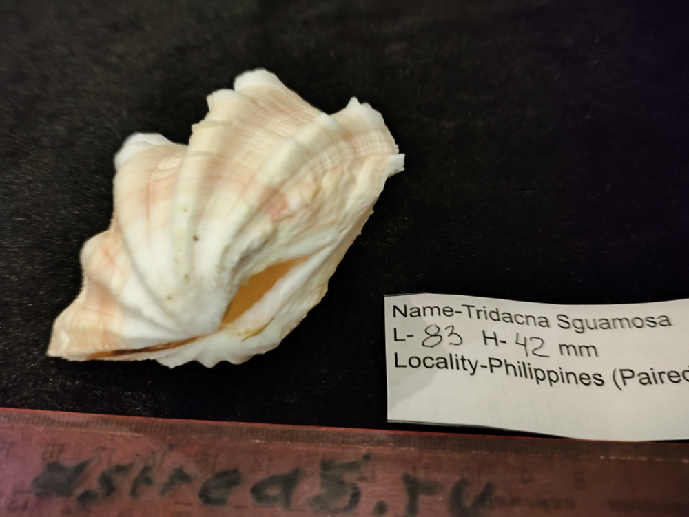 Тридакна Сквамоса "90-110 -125 мм"