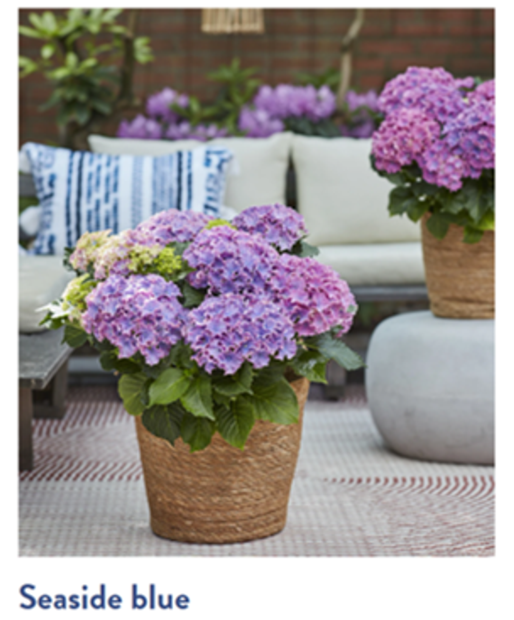 Серфинг сафари Сисайд Блю (Safari Seaside Blue) р14 Европа весна 2026 г.