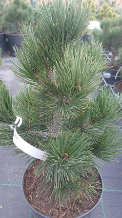Cосна pinus leucodermis Malinkii