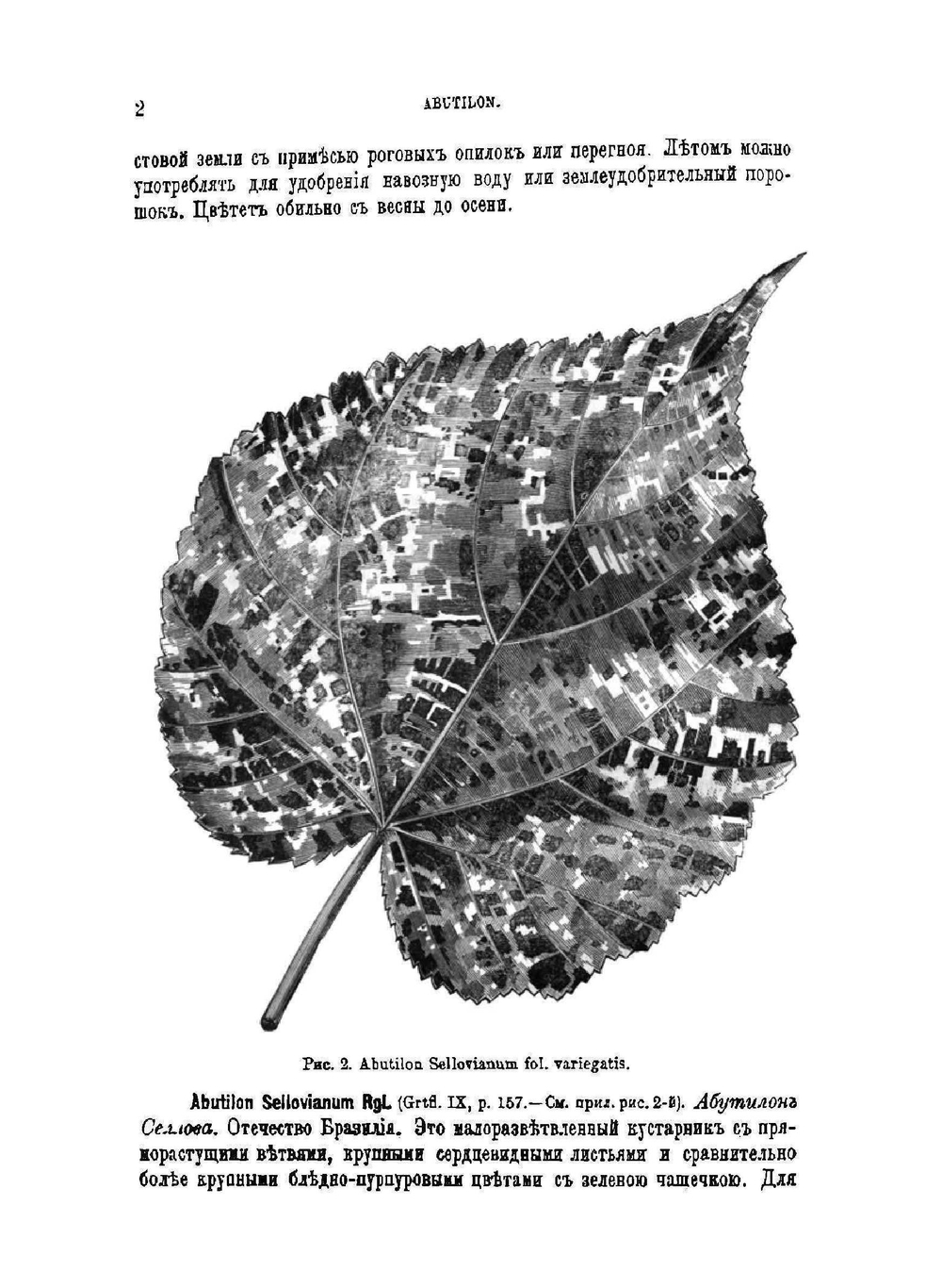 Содержание и воспитание растений в комнатах. Часть 2. Выпуск 1 | Э.Л. Регель
