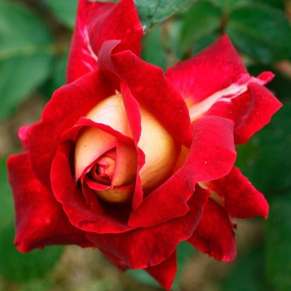 Роза чайно-гибридная "Монте карло кантри клаб"(горшок 5л)