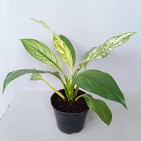 Спатифиллум Вариегатный